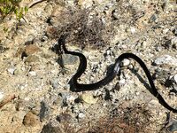 Жажда басса — вступление