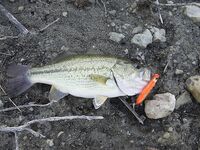 Жажда басса — вступление