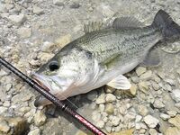 Жажда басса — вступление