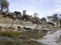 Кипр, день четвертый: Эврету и ящерицы