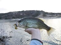 Кипр, день четвертый: Эврету и ящерицы