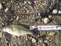 Кипр, день четвертый: Эврету и ящерицы