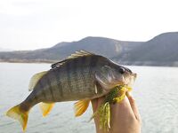 Кипр, день четвертый: Эврету и ящерицы