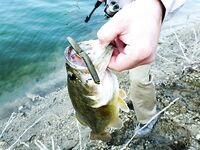 Кипр, день четвертый: Эврету и ящерицы