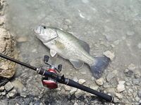 Кипр, день четвертый: Эврету и ящерицы