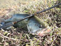 Марокко: рыбалка на баражах и океан