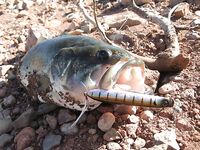 Марокко: рыбалка на баражах и океан