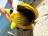 Фотки с Красного моря