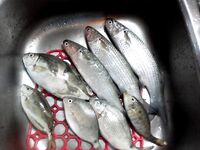 Фотки с Красного моря