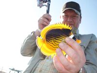 Фотки с Красного моря