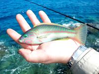 Фотки с Красного моря