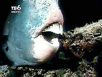 Про попугаев и крючки