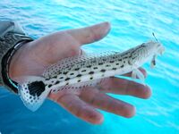 Красное море: перекушенные крючки и спинороги