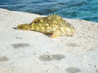 Красное море: перекушенные крючки и спинороги