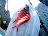 Красное море: перекушенные крючки и спинороги