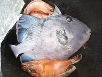 Красное море: перекушенные крючки и спинороги