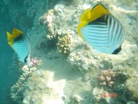 Красное море: троллинг без поклёвок