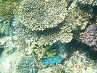 Красное море: троллинг без поклёвок