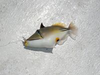 Красное море: троллинг без поклёвок