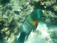 Красное море: троллинг без поклёвок