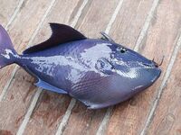 Шарм: рыбалка под страхом рейда