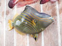 Шарм: рыбалка под страхом рейда