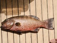 Хургада: лодка, пирс и дружба с местными