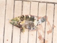 Хургада: лодка, пирс и дружба с местными