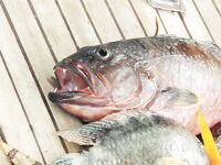 Хургада: лодка, пирс и дружба с местными