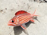 Хургада: лодка, пирс и дружба с местными