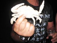 Варадеро: катамаран, попперы и крабы