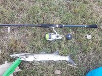 Прогулка вдоль канала и морской воблер от Savage Gear