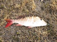 Невезучая Куба: ноль поклёвок и вкус лангустов