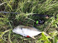 Ещё один красавец с Кубы