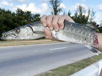 Неделя на Кубе: трудовая рыбалка и море эмоций