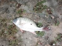 Морская рыбалка у Марины: барра, року и морские звёзды