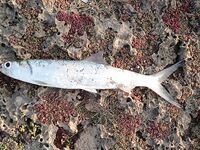 Морская рыбалка у Марины: барра, року и морские звёзды