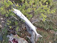 Морская рыбалка у Марины: барра, року и морские звёзды