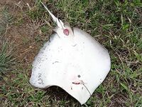 Морская рыбалка у Марины: барра, року и морские звёзды