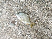 Palma Real и поиск мест у дельфинария