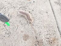 Большой канал у моста и поклёвки на креветку