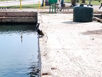 Большой канал у моста и поклёвки на креветку