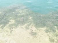 Большой канал у моста и поклёвки на креветку