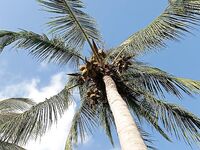 Катамаран, барракуды и потерянная кормушка