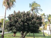 Катамаран, барракуды и потерянная кормушка