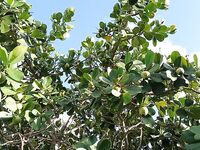 Катамаран, барракуды и потерянная кормушка