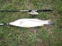 Фровалло и сломанные снасти на Кубе