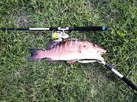 Ранние поклёвки в темноте