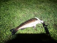 Утренний выход и рыба на гриль