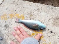 Большой канал Варадеро: тихая вода и рыба внизу